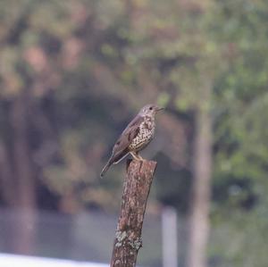 Mistle Thrush