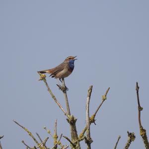 Blaukehlchen