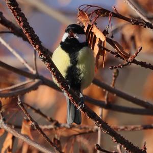 Great Tit