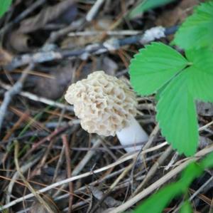 Black Morel