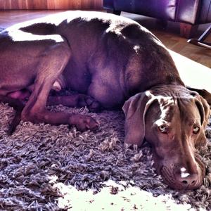 Weimaraner