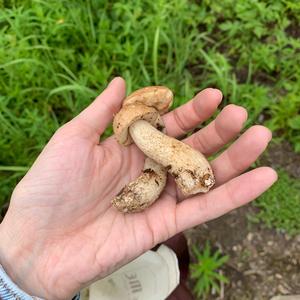 Summer Bolete