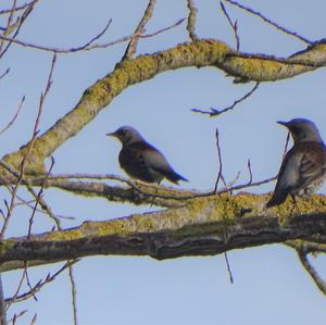 Fieldfare