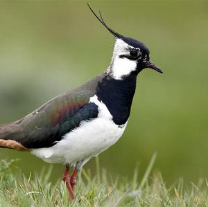 Northern Lapwing