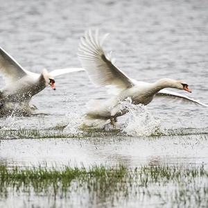 Mute Swan