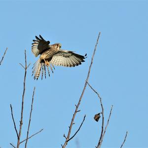 Common Kestrel