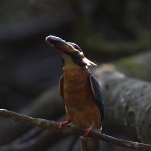 Common Kingfisher