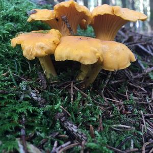 Chanterelle, Common