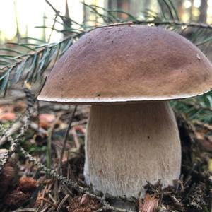 King Bolete