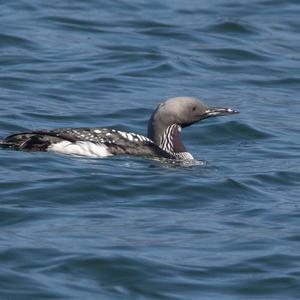 Arctic Loon