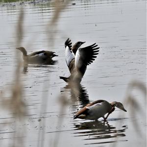 Nilgans