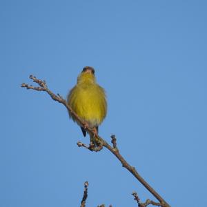 European Greenfinch