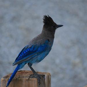 Steller's Jay