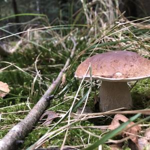 Summer Bolete