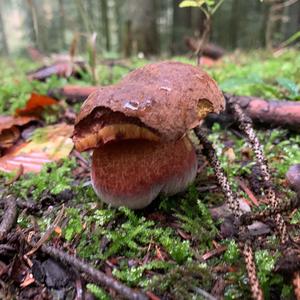 Dotted-stem Bolete