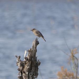 Black Redstart