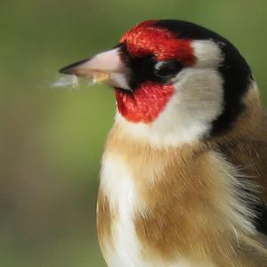 European Goldfinch