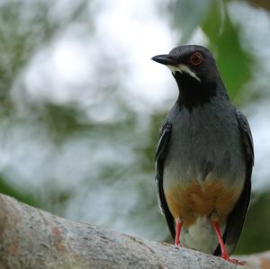 Red-legged Thrush