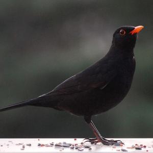 Eurasian Blackbird