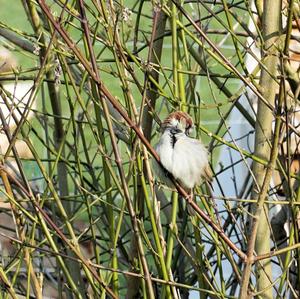 House Sparrow