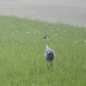 Common Crane