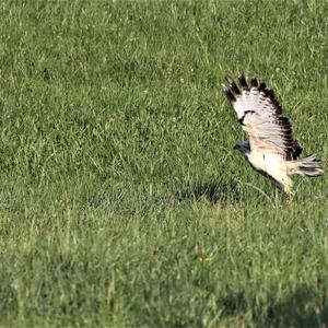 Mäusebussard