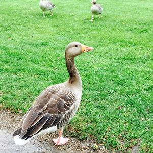 Greylag Goose