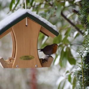 European Robin