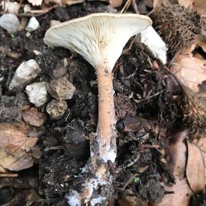 Funnel Clitocybe
