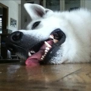 Unknown Breed