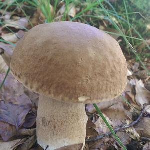 Summer Bolete