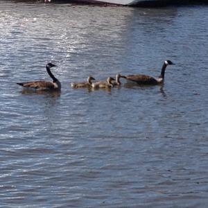 Canada Goose