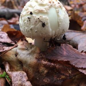 Gelber Knollenblätterpilz