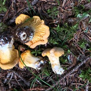 Chanterelle, Common