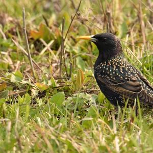 Common Starling