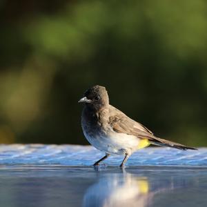 Common Bulbul