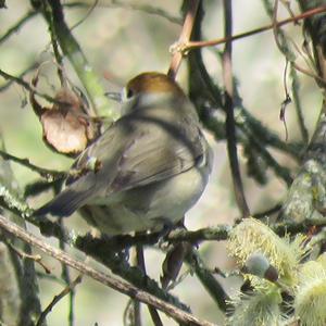 Blackcap