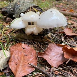 Porcelain Fungus