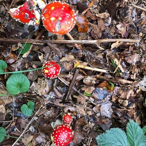 Fly Agaric