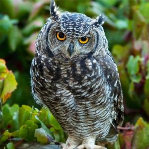 Northern Hawk Owl