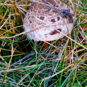 Parasol Mushroom