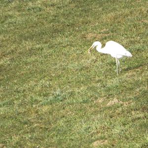 Great Egret