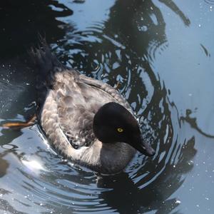 Ferruginous Duck