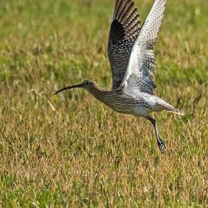 Eurasian Curlew