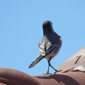 White Wagtail