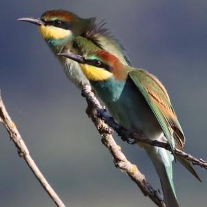 European Bee-eater