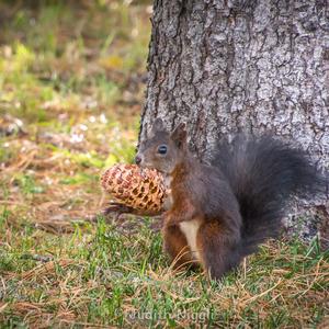 Eurasian Red Squirrel