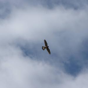 Common Kestrel