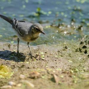 White Wagtail