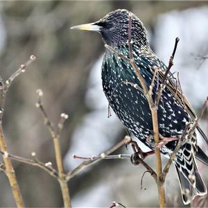 Common Starling